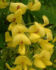 Laburnum Anagyroides Tree 20/100/500 Seeds, Hardy Golden Chain