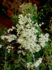 Lawsonia Inermis 200-1000+ Seeds, Henna Tattoos / Hair Dye, L. Alba Tree Shrub