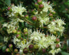 Lawsonia Inermis 200-1000+ Seeds, Henna Tattoos / Hair Dye, L. Alba Tree Shrub