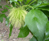 Maclura Pomifera Tree 10 Seeds, Osage Orange Fruit, Hedge Horse Apple