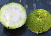 Maclura Pomifera Tree 10 Seeds, Osage Orange Fruit, Hedge Horse Apple