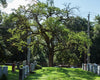 Maclura Pomifera Tree 10 Seeds, Osage Orange Fruit, Hedge Horse Apple