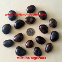 Mucuna Nigricans Seed, Rare Asian Black Jade Vine, Ornamental Sea Bean