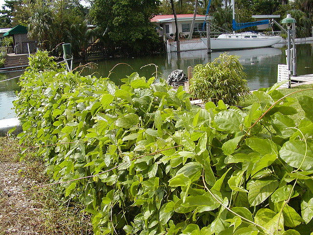 hamburger seed plant Mucuna Sloanei Seed, South American Rare Gold Jade Vine, Hamburger Sea Bean, Perennial Climber Creeper