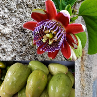 Passiflora Quadrangularis 10 Seeds, Giant Granadilla Passion Fruit Vine Climber