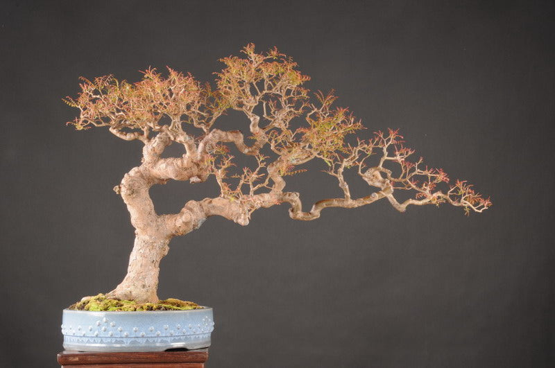 pistachio tree bonsai Pistacia Chinensis Tree 20/100/500 Seeds, Cold Hardy Chinese Bonsai Pi