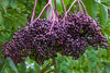 Sambucus Canadensis 50 Seeds, Elderberry Shrub Medicinal Herb