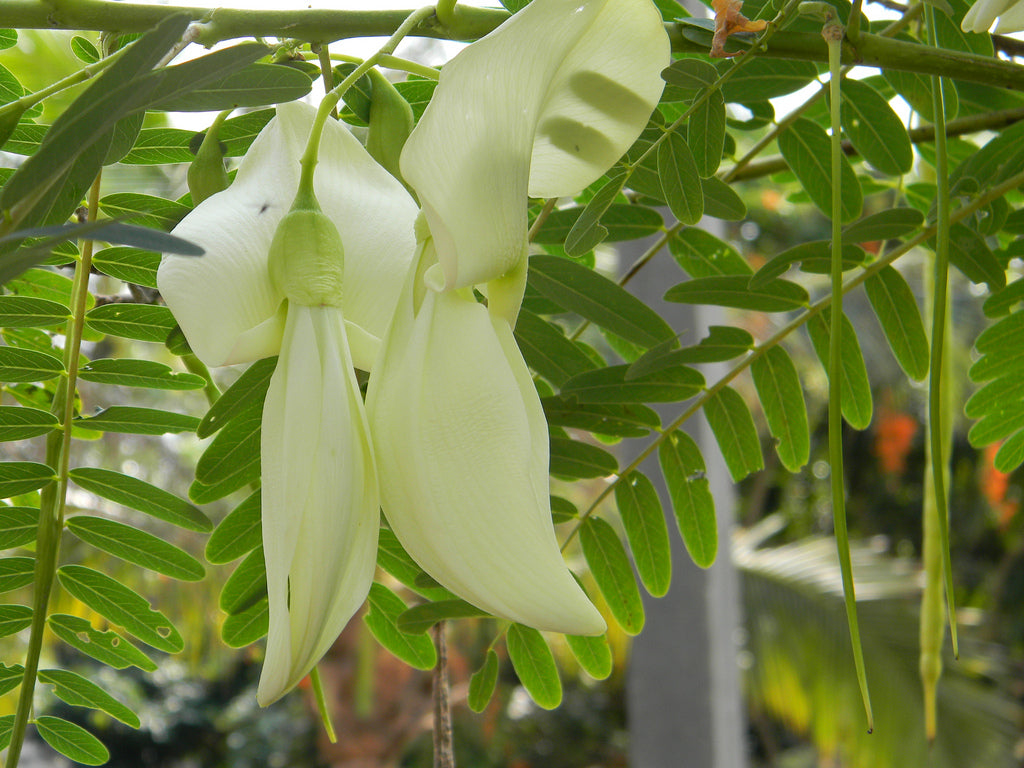 sesbania grandiflora