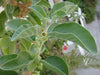 Withania Somnifera 50 Seeds, Indian Ginseng, Ashwagandha Medicinal Perennial Herb Shrub