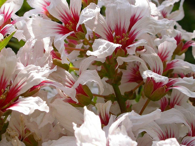 5 Yellowhorn Tree Seeds (Xanthoceras Sorbifolium) - Fragrant White, Yellow, Red Blooms