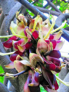 Vines, Grass, & Groundcover Seeds