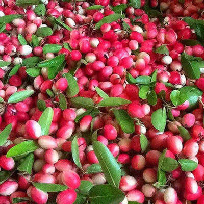 Fruits, Edibles, Medicinal and Herb Seeds