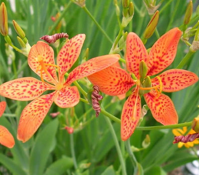 Container Plant and Other Tropical Seeds