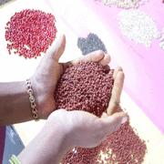Bulk packs of seeds