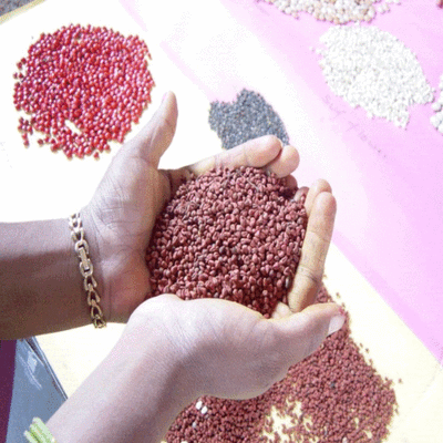 Bulk packs of seeds