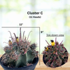 Southwest Barrel Cactus Plant