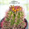 Ferocactus Pringlei, Beautiful Red Spined Barrel Cactus Plant