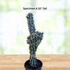 Cereus Peruvianus var. Monstrosus, Curiosity Cactus Plant