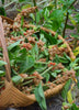 Withania somnifera, Ashwagandha Herb - Live Plant