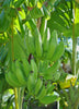 Musa acuminata, Banana 'Mona Lisa' Fruit - Live Plant