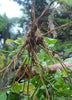 Withania somnifera, Ashwagandha Herb - Live Plant
