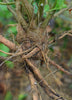 Withania somnifera, Ashwagandha Herb - Live Plant