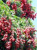 Litchi chinensis, Lychee 'Mauritius' Tropical Fruit Tree - Live Plant