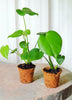 Monstera deliciosa, Swiss Cheese Tropical Fruit - Live Plant