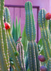 Cereus repandus, Peruvian Edible Apple Cactus Hardy Night Blooming- Live Plant