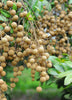 Dimocarpus longan 'Kohala' Tropical Fruit Tree - Live Plant