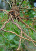 Withania somnifera, Ashwagandha Herb - Live Plant