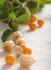  Physalis peruviana, Edible Hawaiian Poha Berry - Live Plant