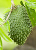 Annona muricata, Soursop Fruit Tree - Live Plant