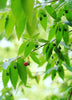 Muntingia calabura, Red Strawberry Fruit Tree - Live Plant