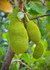 Artocarpus heterophyllus, Jackfruit 'Black Gold' Live Plant
