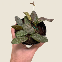 Hoya Sigillatis, Indoor / Outdoor Houseplants