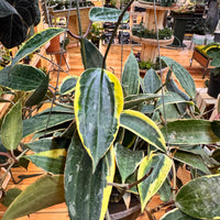 Hoya Macrophylla, Indoor / Outdoor Houseplants