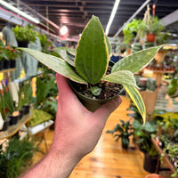 Hoya Macrophylla, Indoor / Outdoor Houseplants