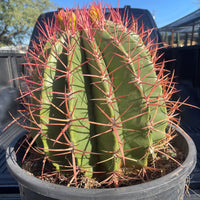 Ferocactus Pringlei, Beautiful Red Spined Barrel Cactus Plant