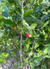 Crossopetalum rhacoma, Maiden Berry Fruit Shrub,  Rhacoma - Live Plant