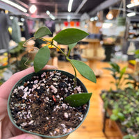 Hoya Suwanna Gems, Indoor / Outdoor Houseplants