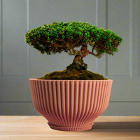 Bonsai Pot with Drainage & Tray In Many Colors & Sizes
