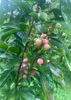 Glycosmis pentaphylla, Gin Berry, Ginberry Shrub / Tree - Live Plant