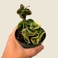 Hoya Rope Variegated, Indoor / Outdoor Houseplants