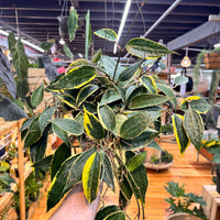 Hoya Macrophylla, Indoor / Outdoor Houseplants