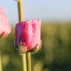 Ranunculus 10 Corms - Tecolote Rose By Easy To Grow Bulbs