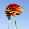 Ranunculus 10 Corms - Tecolote Café By Easy To Grow Bulbs