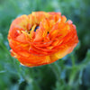 Ranunculus 10 Corms - Tecolote Flamenco By Easy To Grow Bulbs
