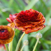 Ranunculus 10 Corms - Tecolote Café By Easy To Grow Bulbs