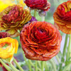 Ranunculus 10 Corms - Tecolote Café By Easy To Grow Bulbs